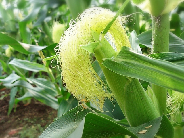 トウモロコシを家庭菜園で栽培するコツと結果 水やりや害虫対策