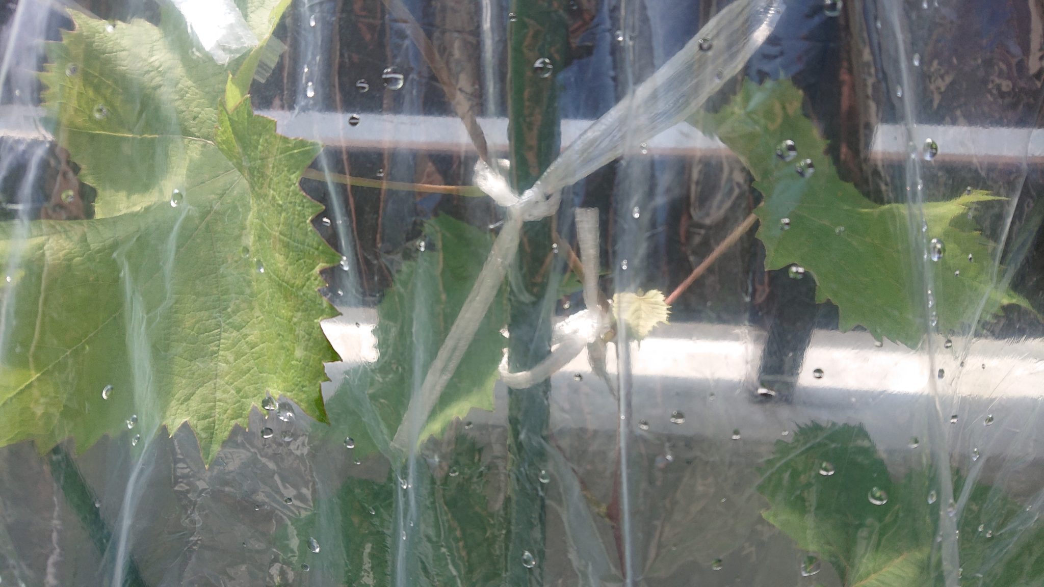 シャインマスカットのフェンス栽培写真｜プランターでビニール防除