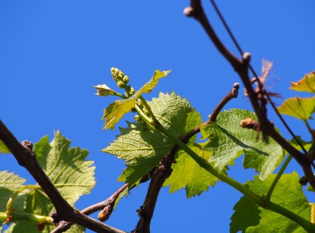 おうち果樹園成長日記 デイトレーダー家を買う